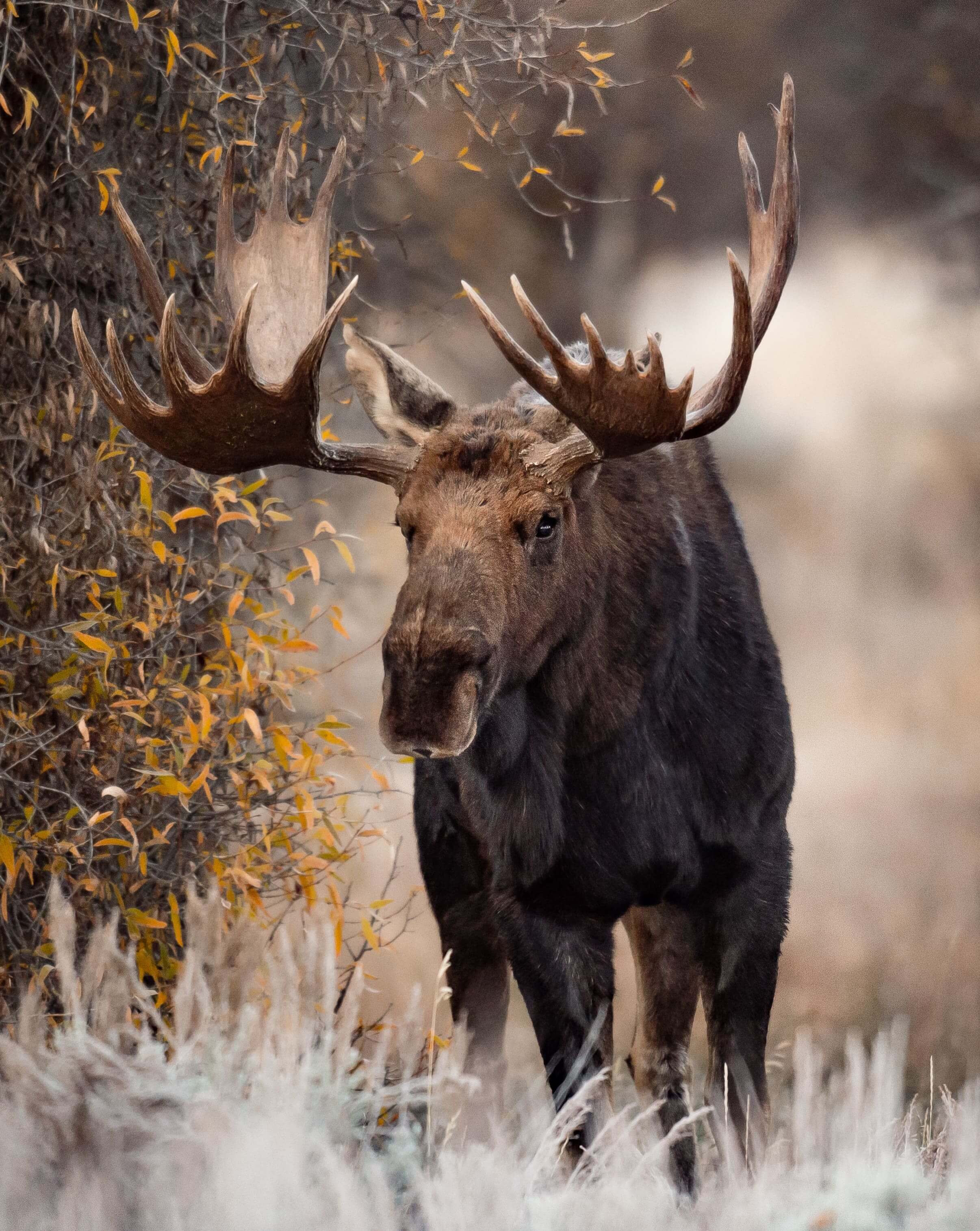 A bull moose exploring the forest in Yellowstone National Park.