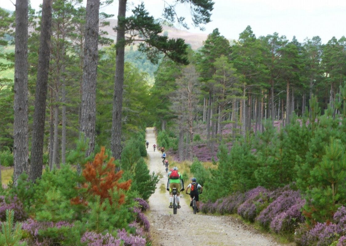 Mountain bikers riding along a forest trail in the Scottish Highlands. 