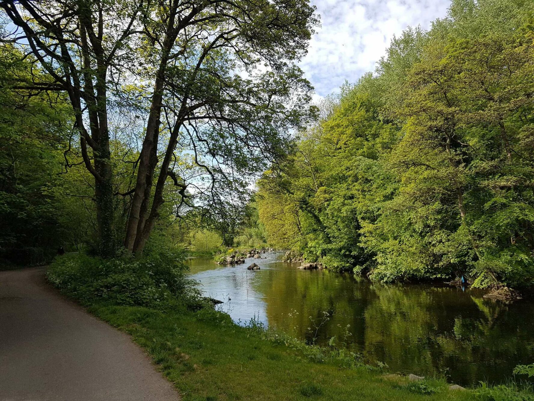 Greenery by a river near Dublin.