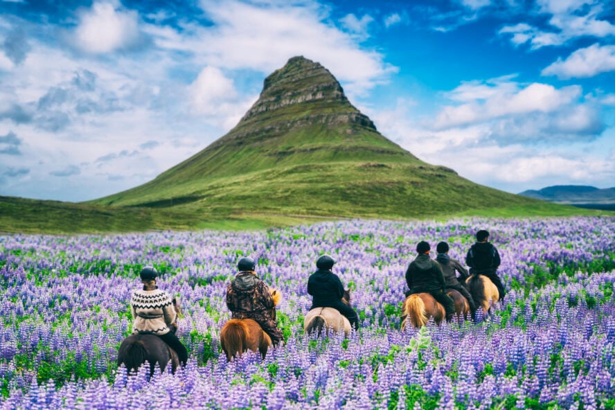 Group of horse riders in a blooming field under the pointed peak of Kirkjufell.