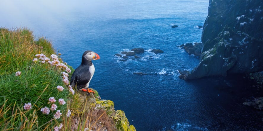 A lone Atlantic puffin standing on a tall cliff above the ocean