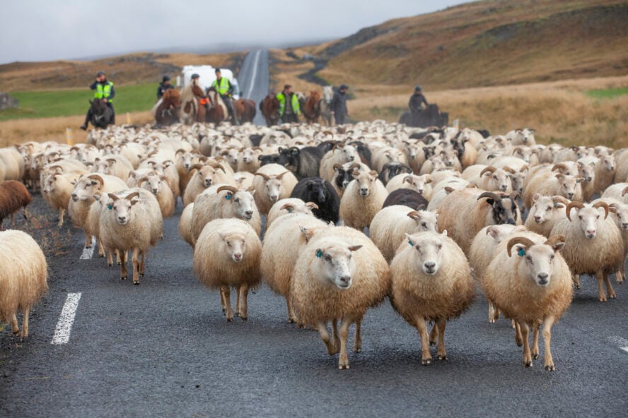 A herd of sheep being led to their pens for réttir, Iceland’s annual farm animal roundup