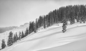 Two sets of fresh ski tracks in an open glade