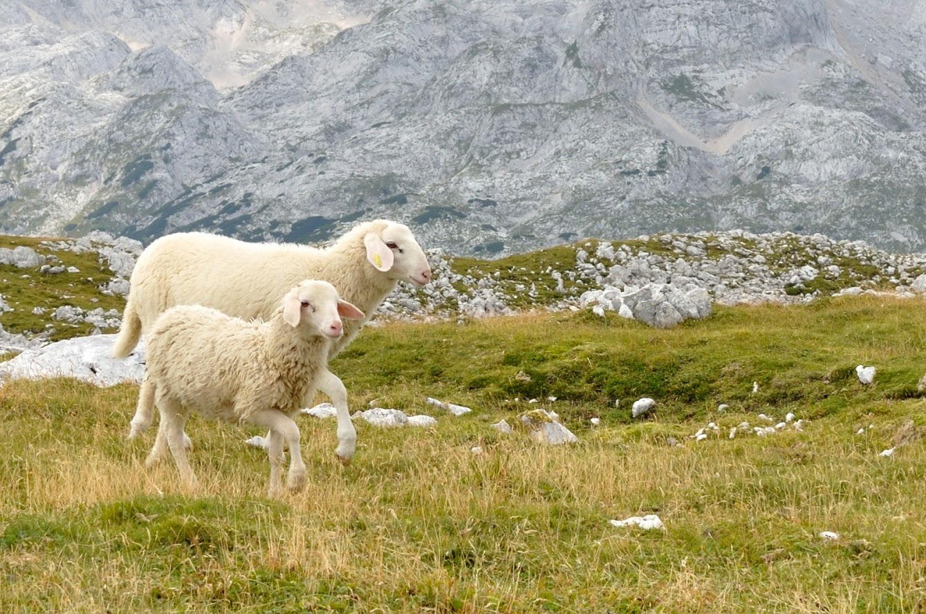 Lambs in Slovenia