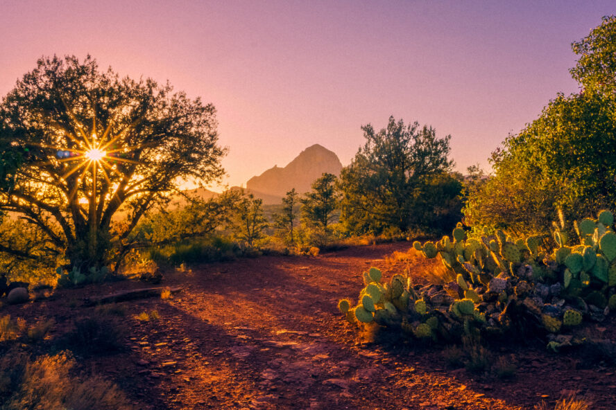 A trail in Sedona flanked by a bed of cactuses at sunset