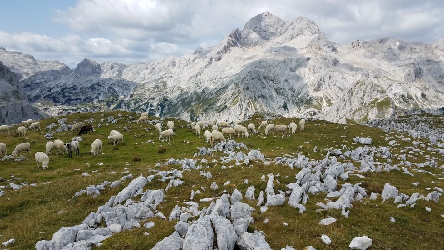 Sheep in Triglav National Park.