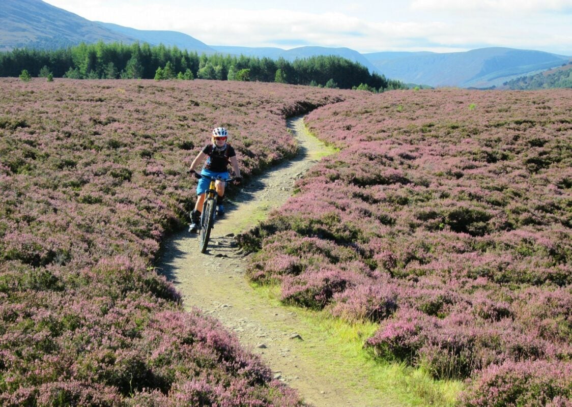 A mountain biker riding a trail cutting across a filed of purple flowers (heathers) in Scotland. 