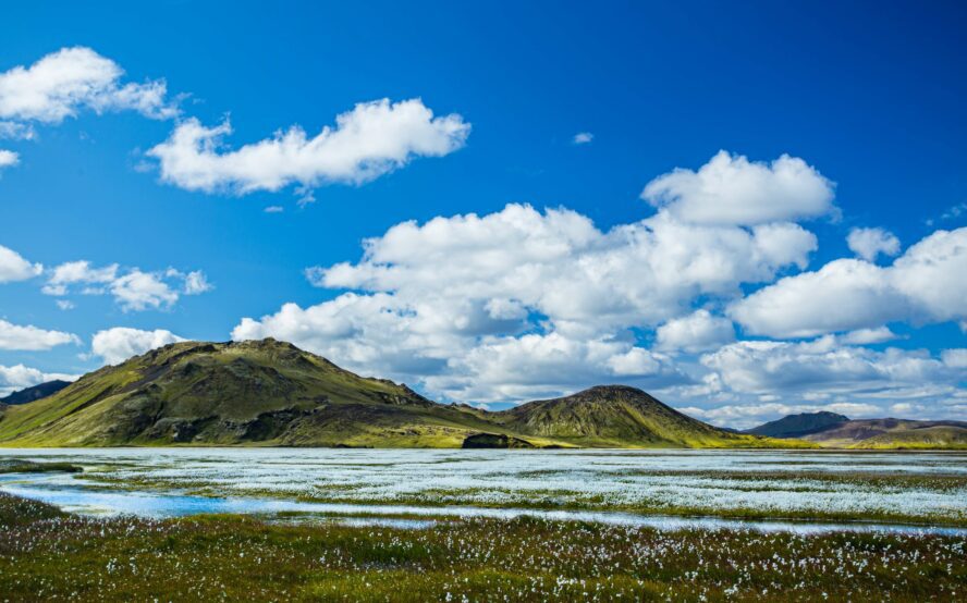 The hot springs lie in between the fluorescent green highlands of Landmannalaugar and a white flowering field.