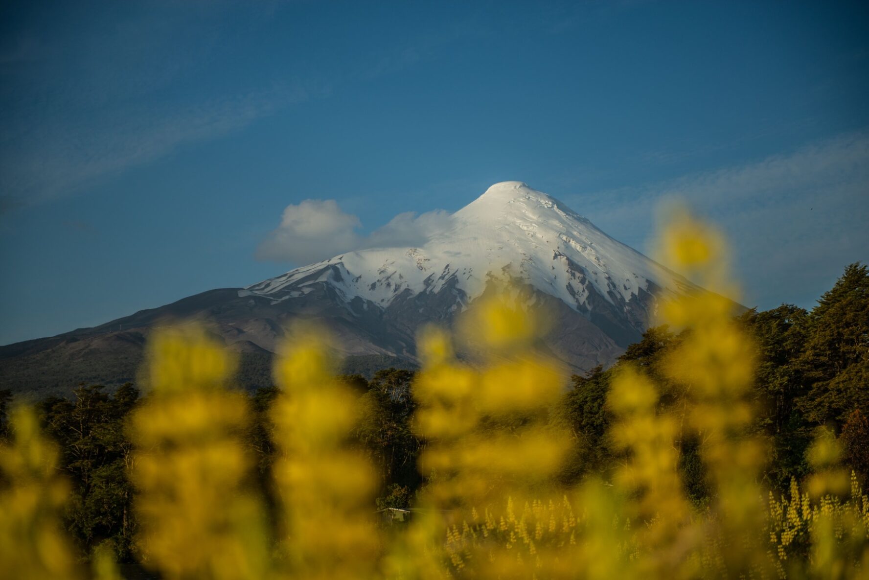 A view of some plants and the slope in Chile