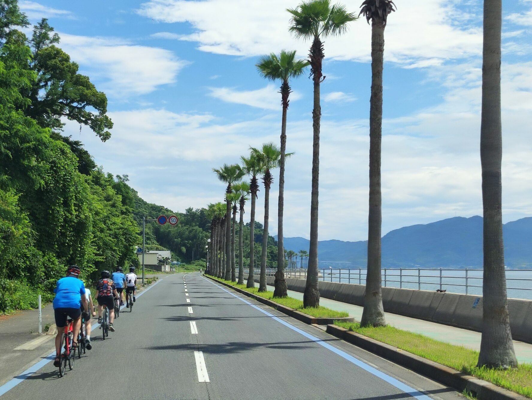 People cycling along the coast with big palm trees decorating the path