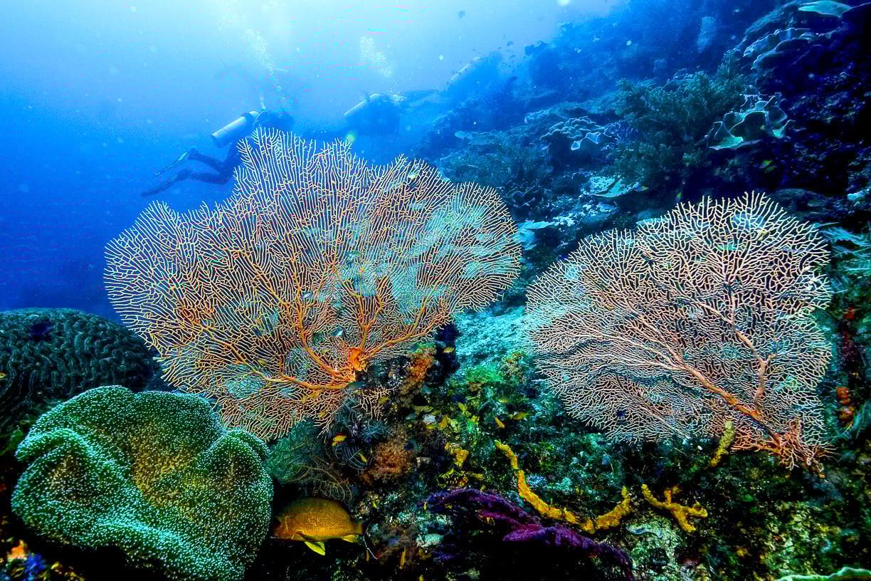 Corals of Raja Ampat