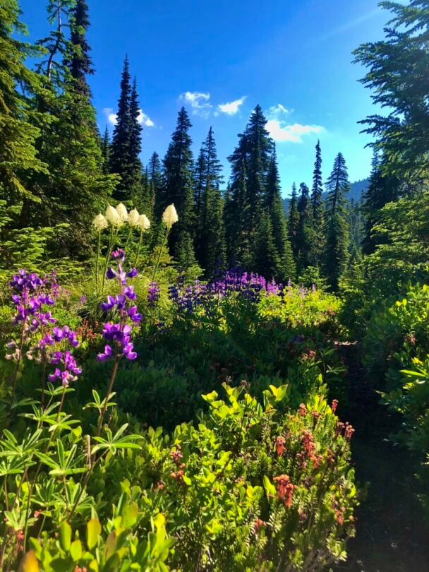 Guided Pacific Crest Trail