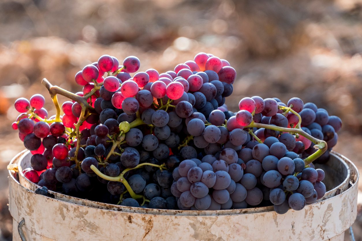 Grapes in Priorat