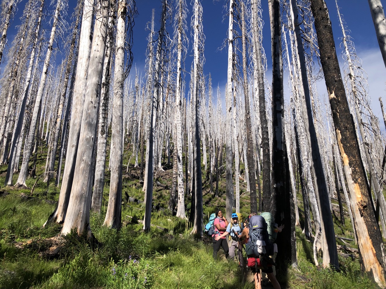 High trees along the PCT