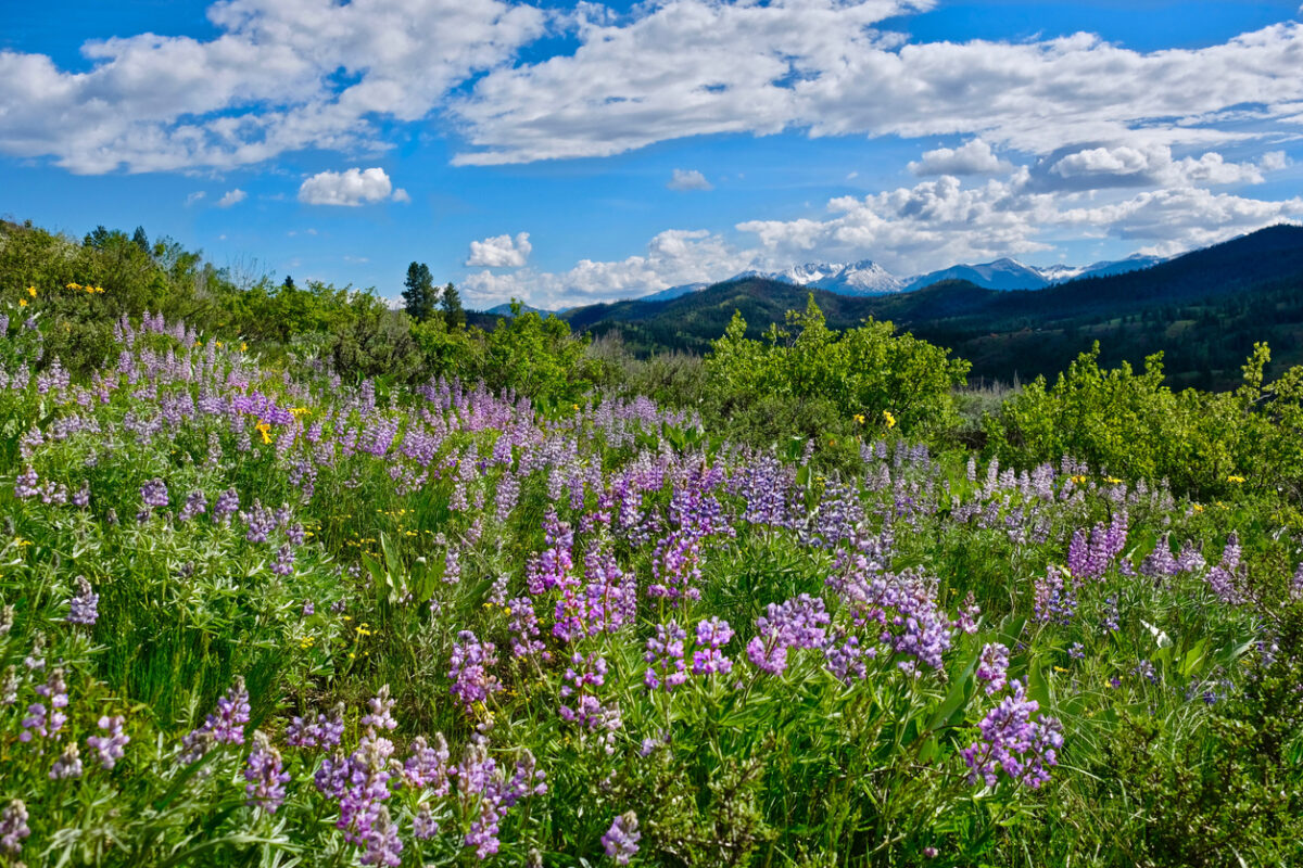 Rolling hills in the Cascades.