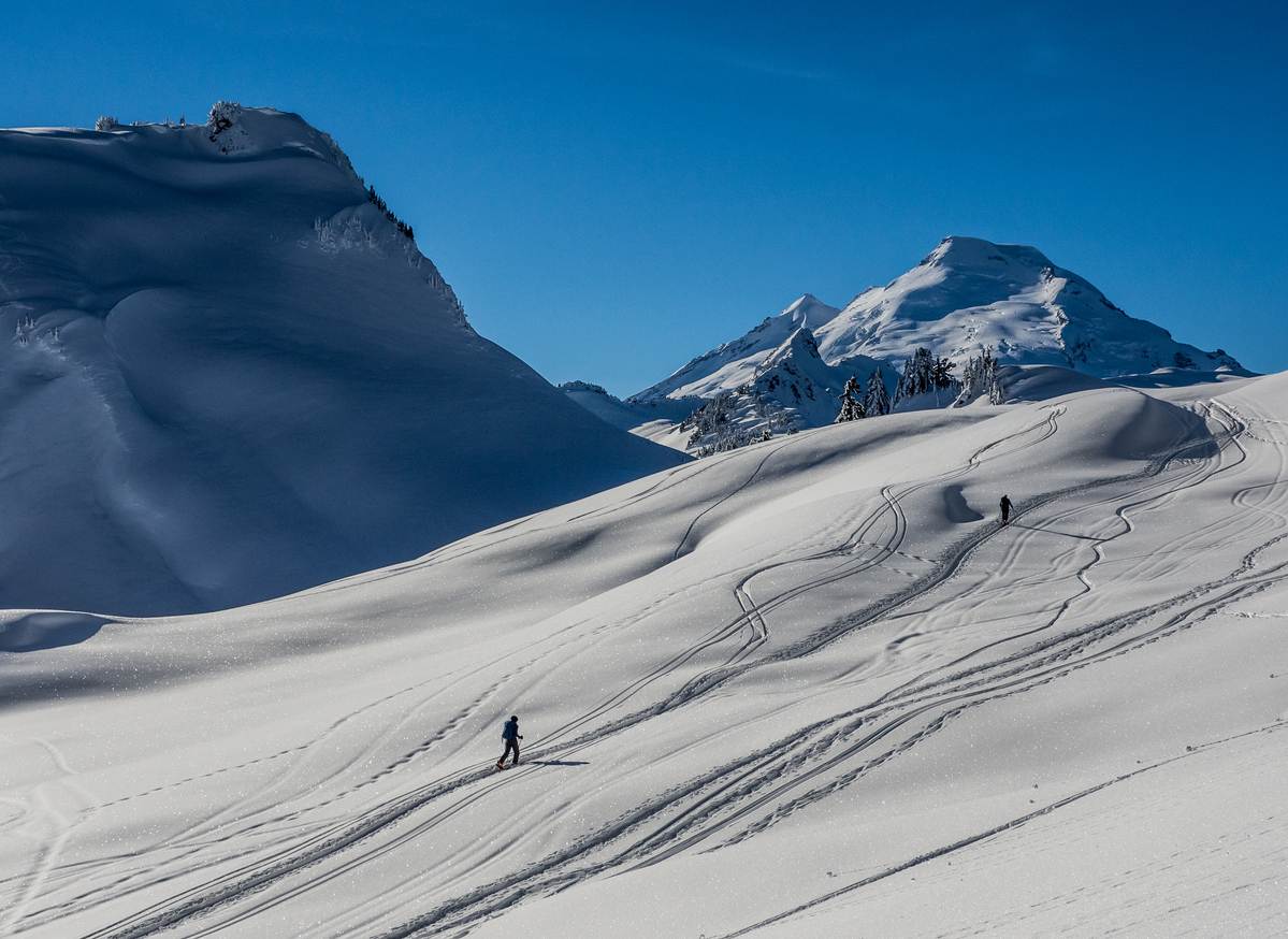 Backcountry skiers skinning the slopes covered in abundant powder in the vast backcountry areas at Mount Baker.