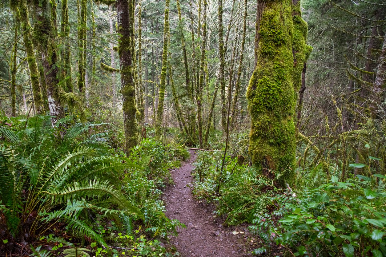 Temperate rainforest on the Pacific Crest Trail, Oregon.