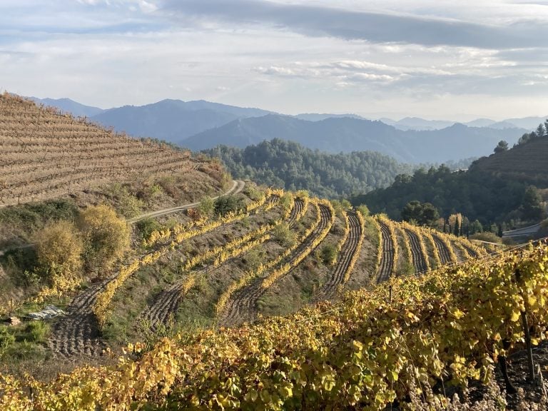 Terraced vines in Priorat region in Spain.