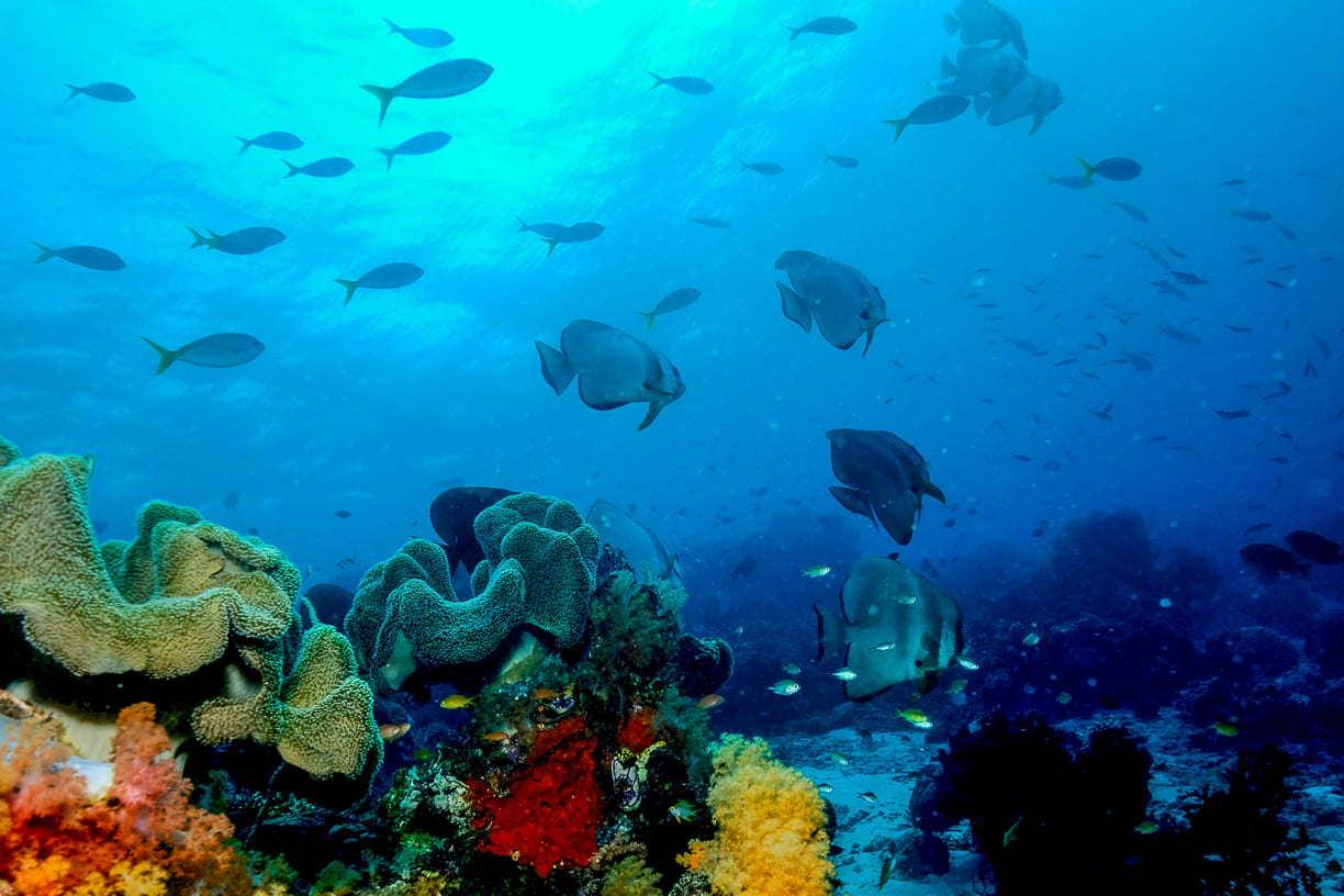 Underwater view od Raja Ampat