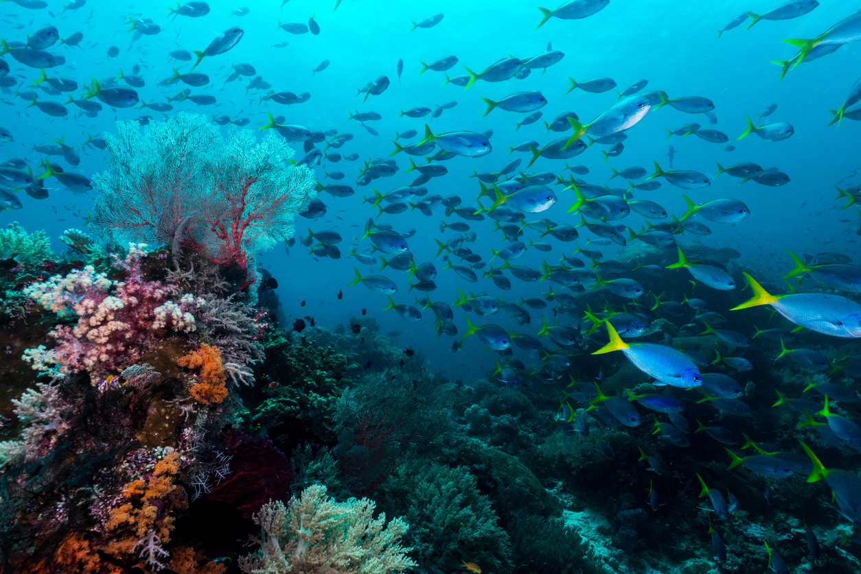 Underwater world of the coral triangle, Raja Ampat, Indonesia.