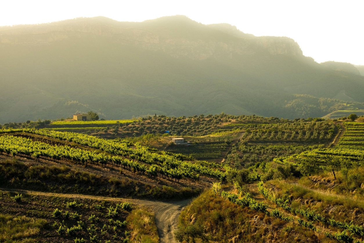 VIneyards in Priorat