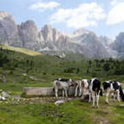 Cows peacefully grazing under the Dolomites