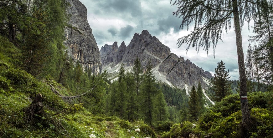 Alta Via 1 Trail passing through a pine forest in the Dolomites