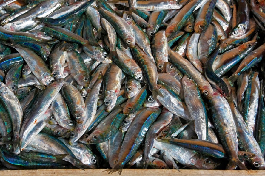 A container full of freshly caught anchovies at a market in Cinque Terre.