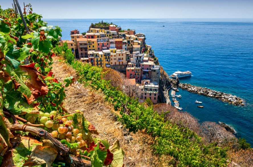 Close up of a grape plant on the terraced-slope overlooking Manarola in Cinque Terre.