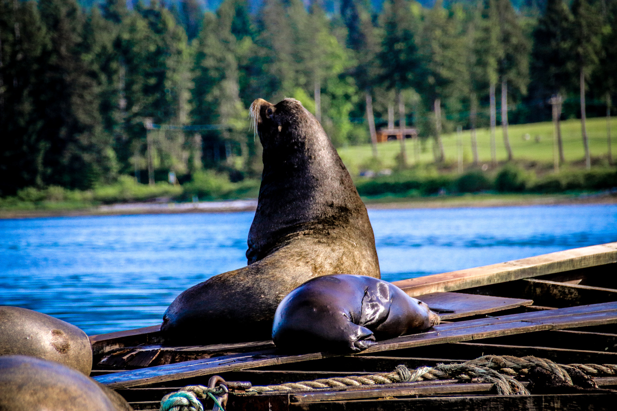 Sighting of a sea lion along the West Coast Trail.