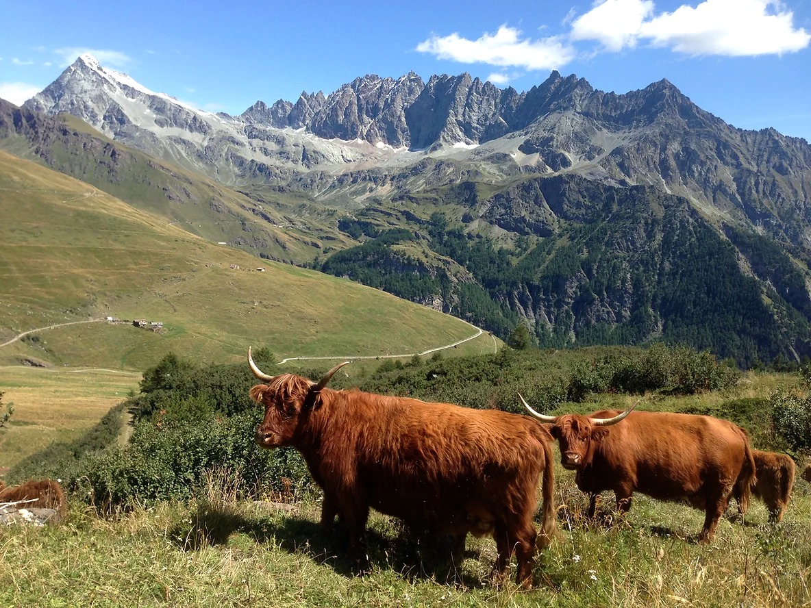 The trails in the Swiss Alps are often populated by cows, ibex, and other wildlife.