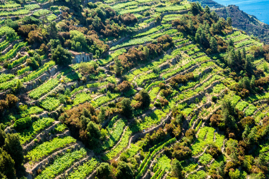 Terraced vineyards, green and lush, above the town of Manarola.