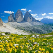 Field of yellow flower in the Tre Cime Nature Park