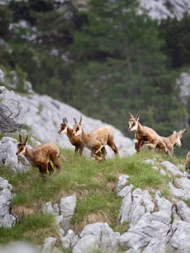 Guided hiking tour in the Engadin Valley, Switzerland