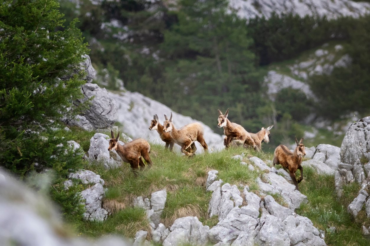 Young chamois in the Swiss Alps.