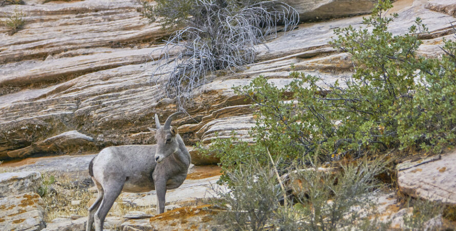 Mule deer in Zion National Park