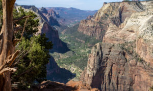 View of Zion Canyon from Observation Point