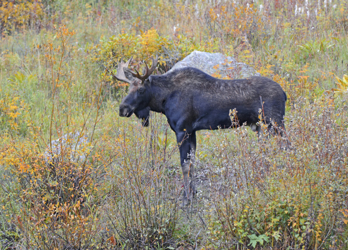 Bull moose in Canada
