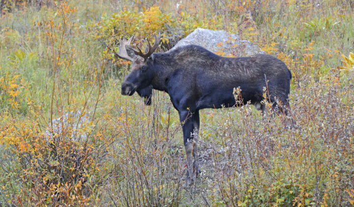 Bull moose in Canada