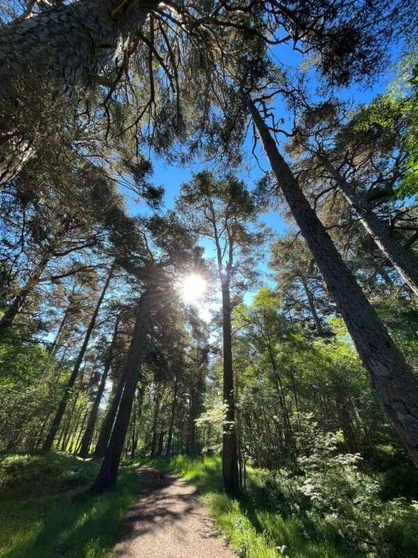 A dog on a sun-shined trail in Cairngorms near Aviemore, Scotland. 