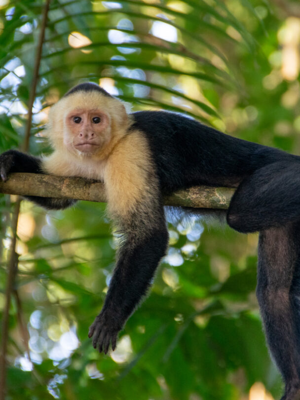 Hiking and Multisport Tour of Costa Rica