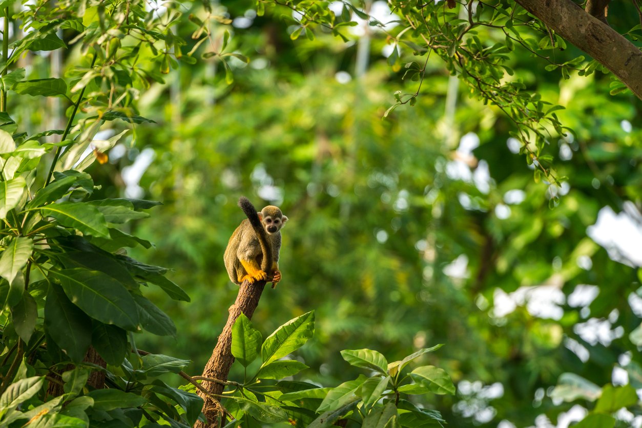 Monkey in Costa Rican forest