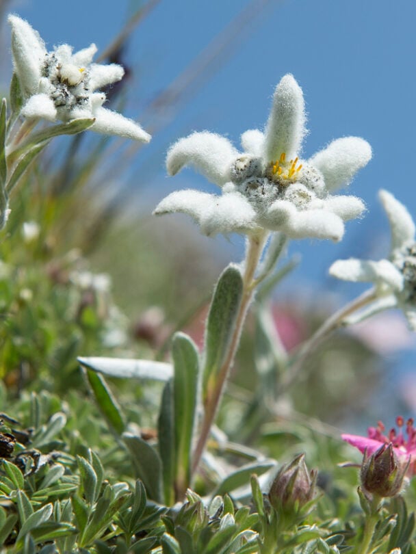 Classic Haute Route Trek.