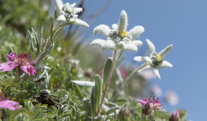 Edelweiss flower seen in the Swiss Alps along the Haute Route.