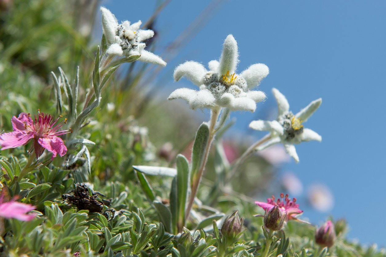 Edelweiss flower seen in the Swiss Alps along the Haute Route.