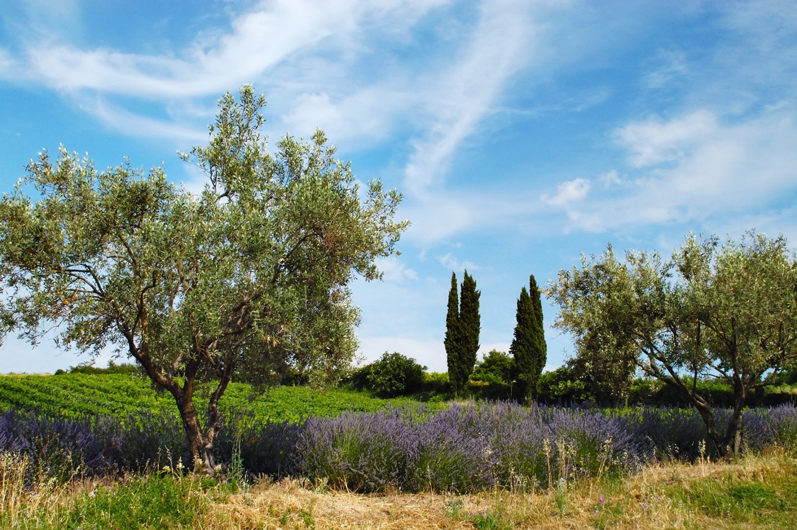 Vineyard, olives, lavender field in Provence, France.