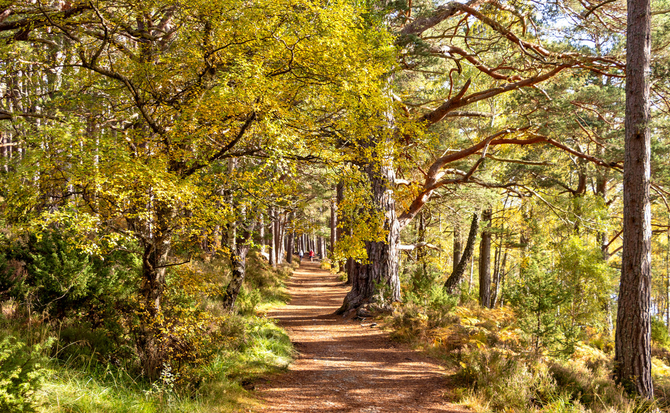 Hikers on a trail near the Loch an Eilein, Aviemore, Scotland.