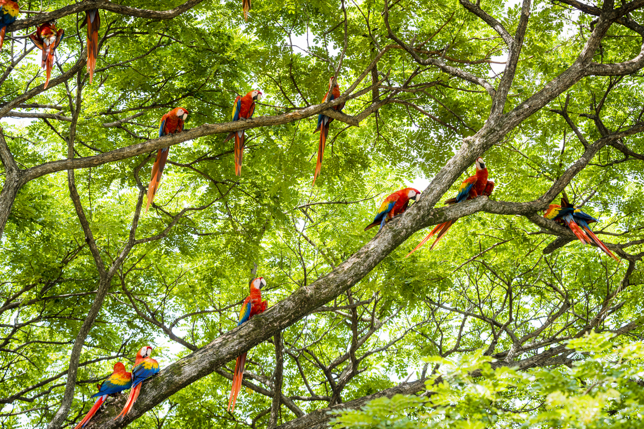 Macaws in Costa Rica