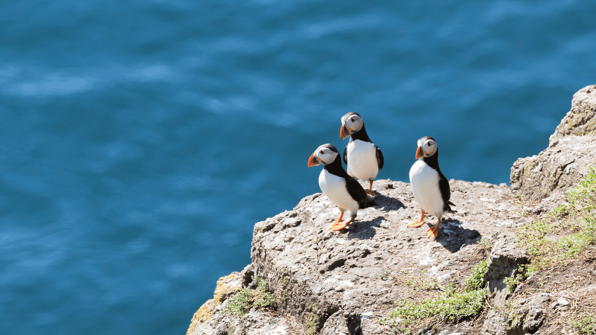 Puffins on Runde Island.