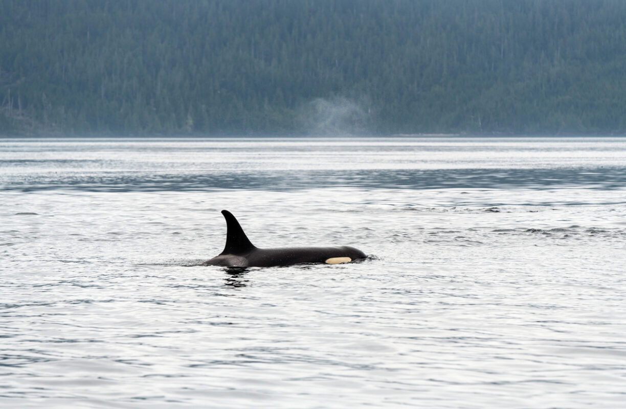 Orca whale, Richmond